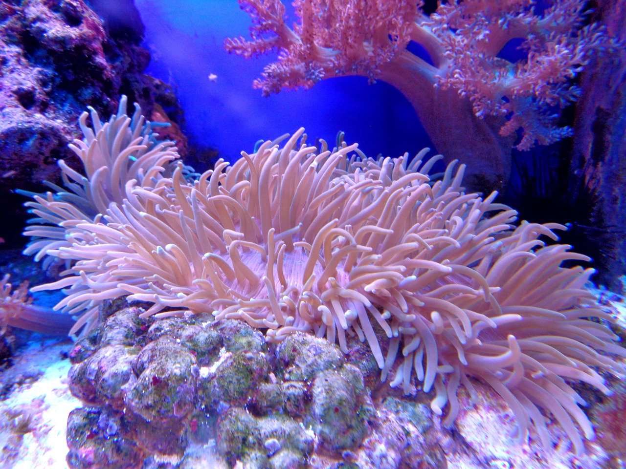 Koralowce puzzle online