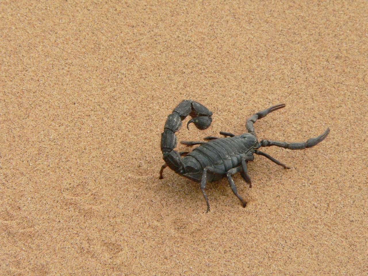 skorpion puzzle online
