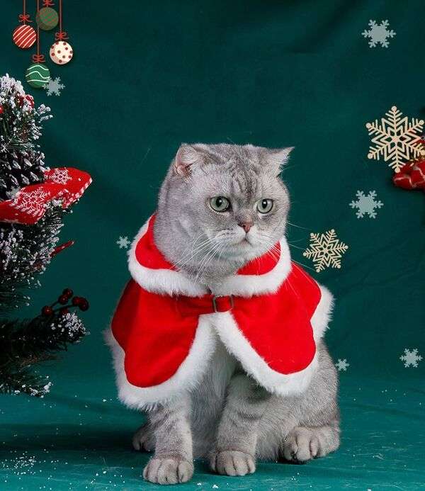 Boże Narodzenie # 34 - Kotek w świątecznym płaszczu puzzle online