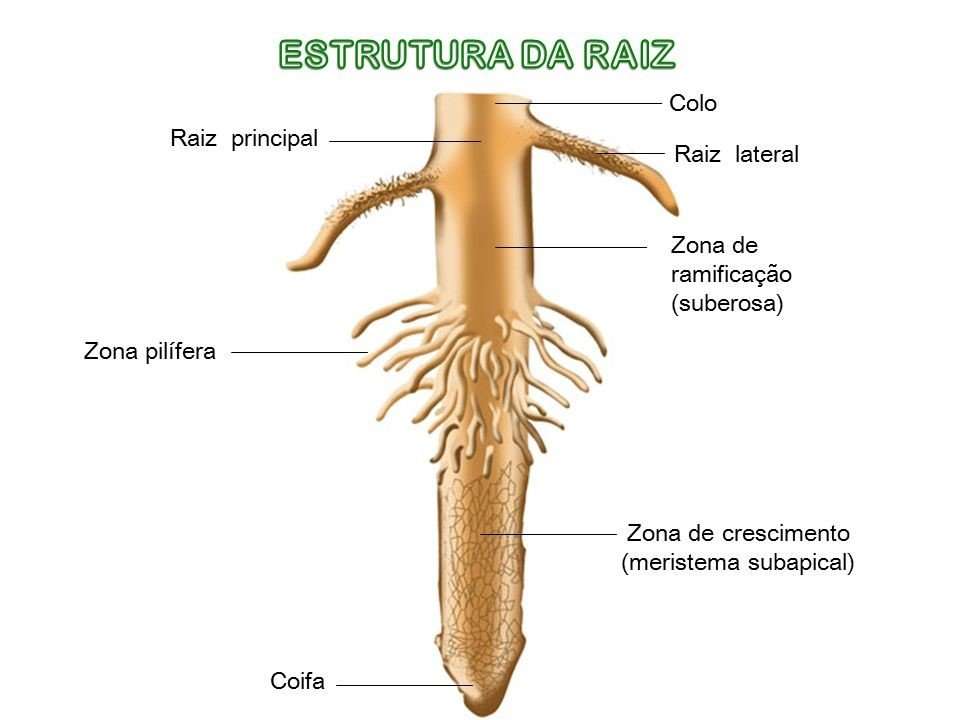 Morfoanatomia roślin puzzle online