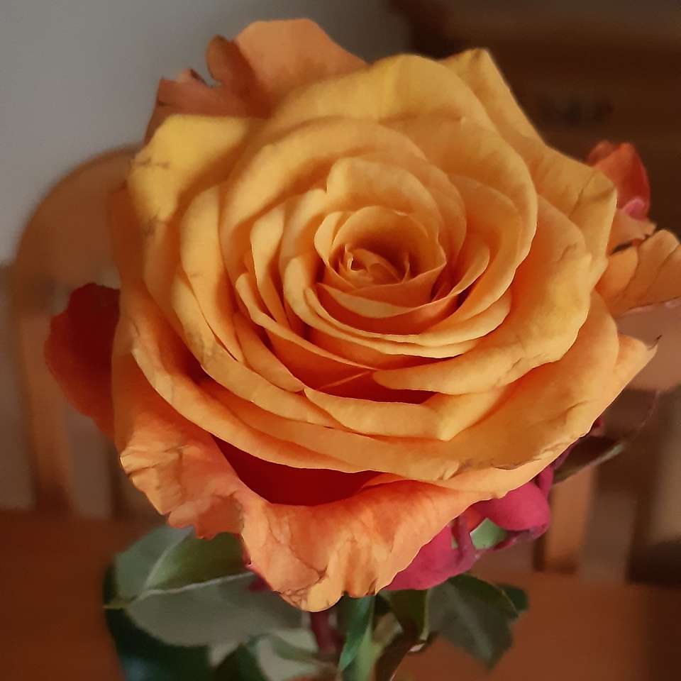 piękna róża z bliska puzzle online
