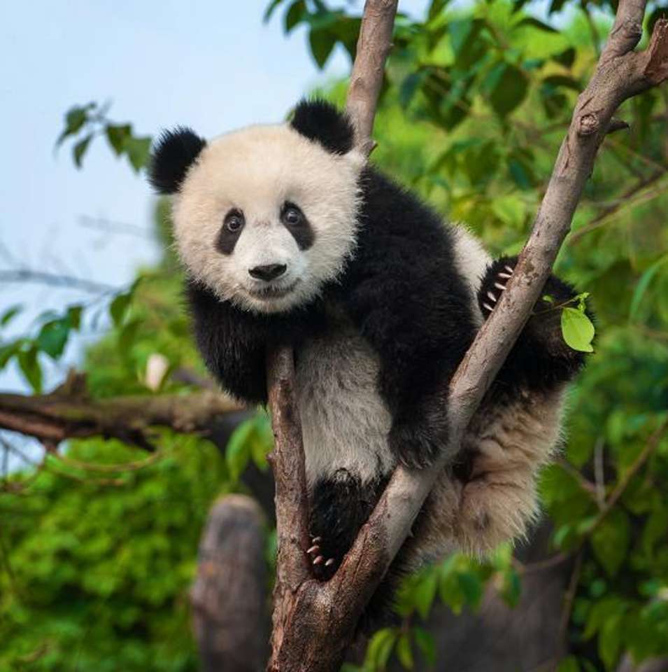 Słodki miś panda wspinający się na drzewo puzzle online