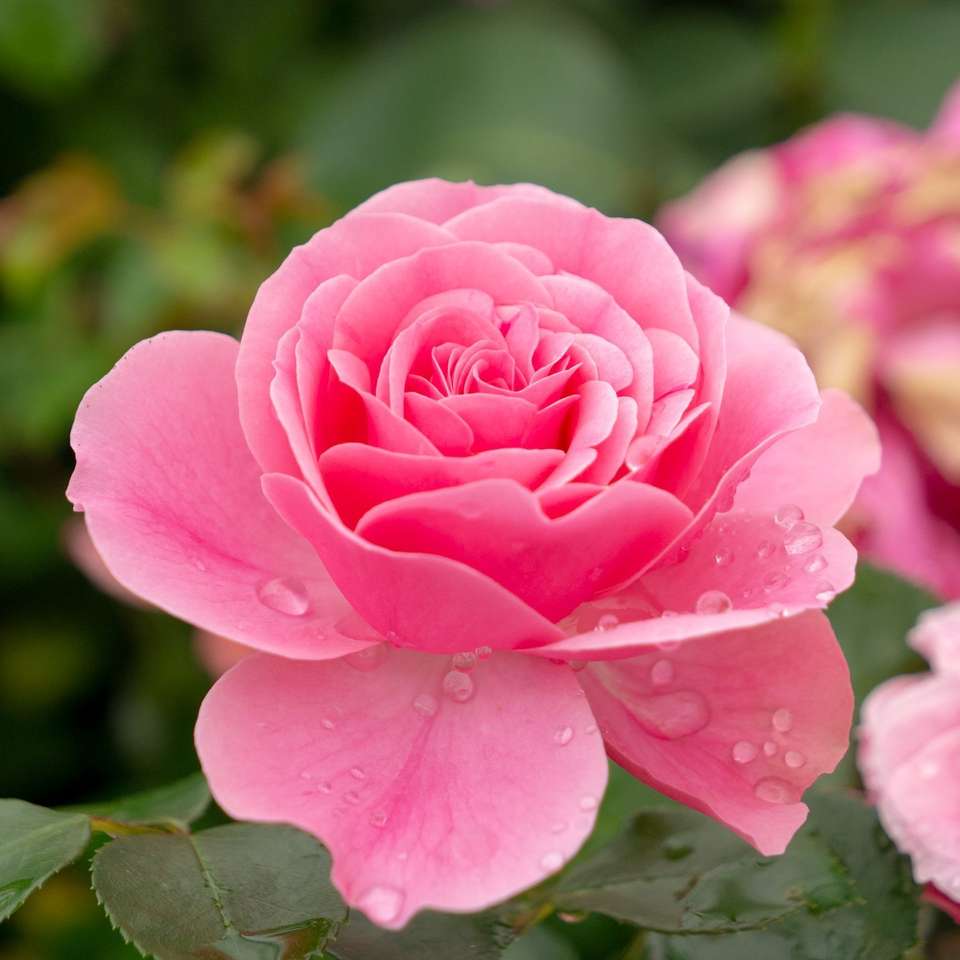 Różowa róża  wielokwiatowa puzzle online