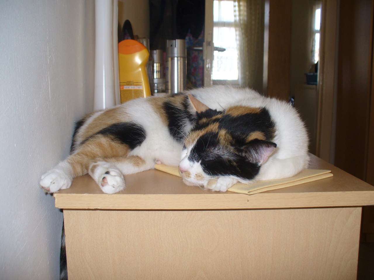Kotka śpiąca na szafce puzzle online
