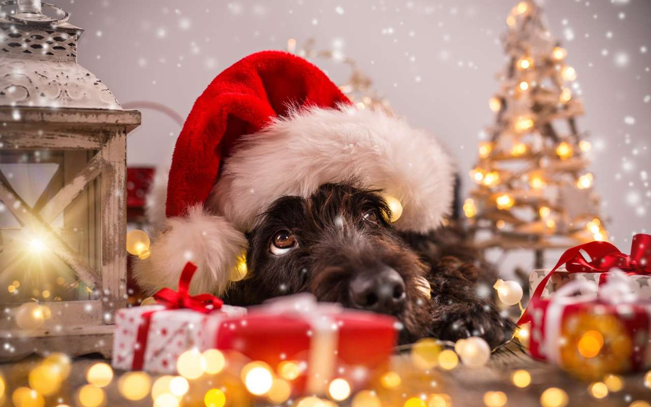 Czarny psiak cierpliwie czeka na swoje świąteczne prezenty puzzle online