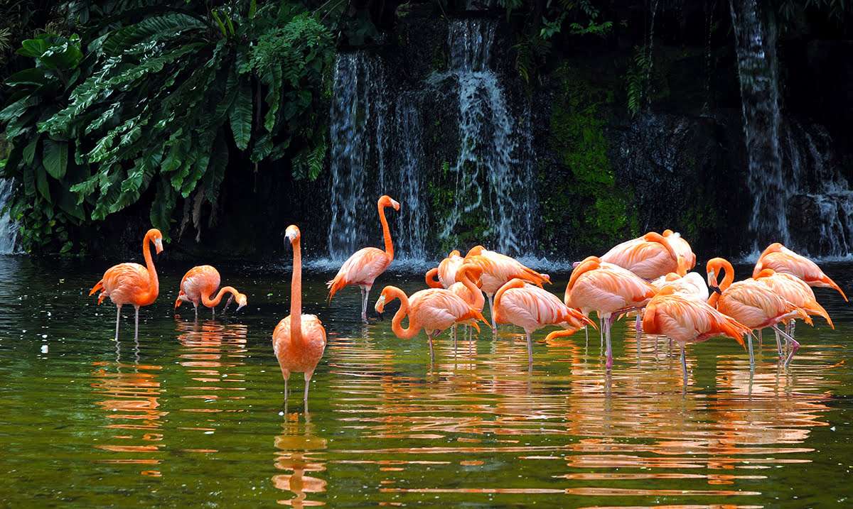 flamingi puzzle online