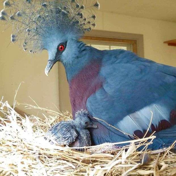 Niezwykłe, kolorowe ptaki puzzle online