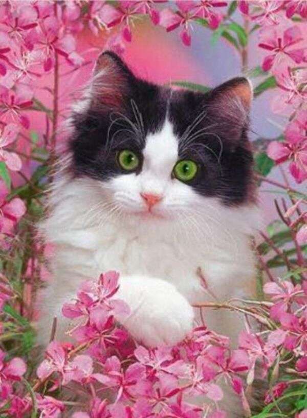 Piękny kotek o zielonych oczach wśród różowych kwiatów puzzle online