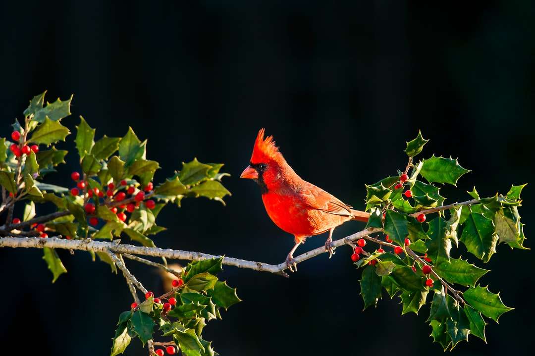 płytkie skupienie kardynała na gałęzi drzewa puzzle online
