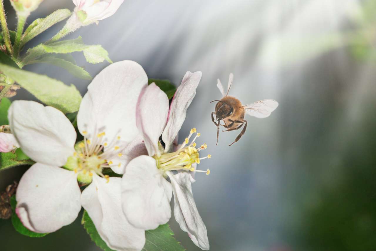 Pszczoła siedzi na kwiatku krzaka puzzle online