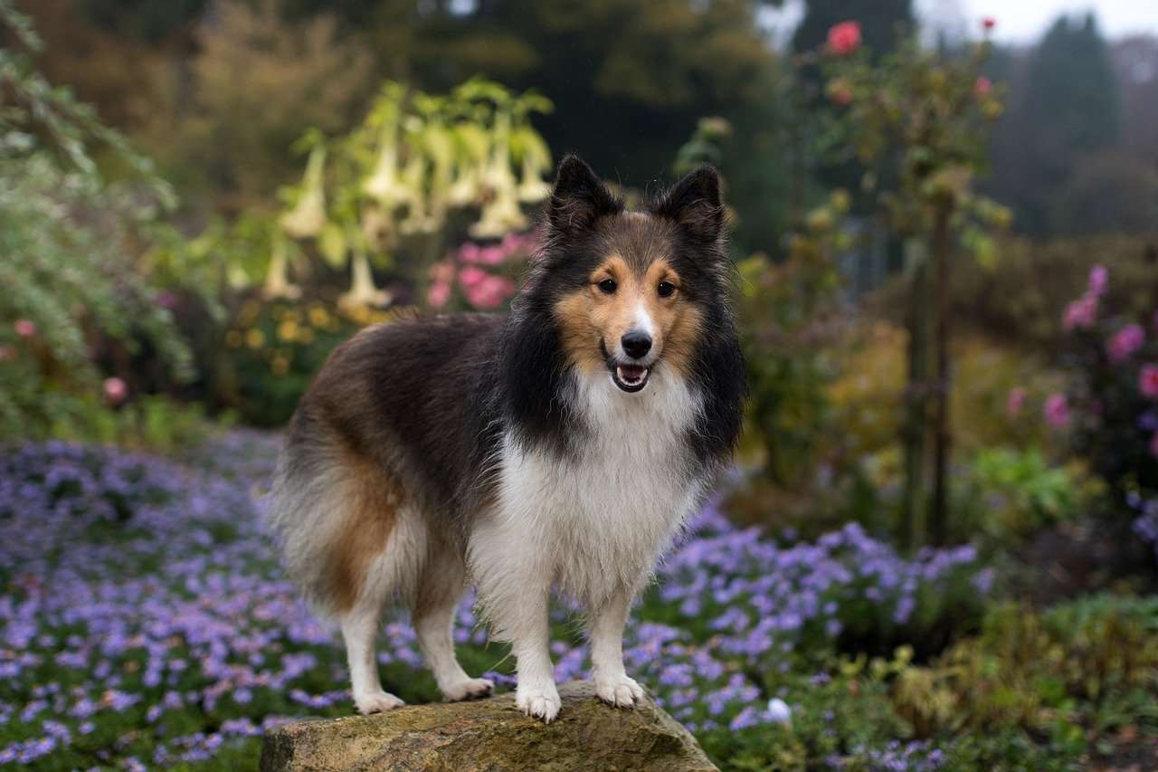 Śliczny pies w ogrodzie puzzle online