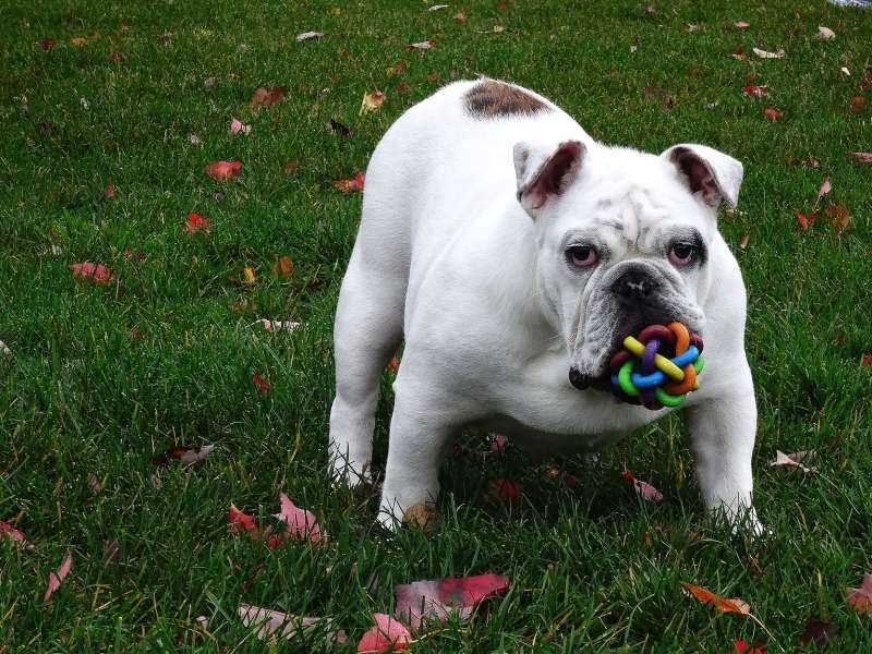 Bawiący się pies na trawie puzzle online
