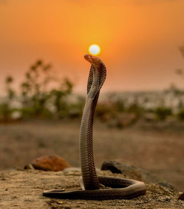 Niebezpieczne zwierzę- kobra indyjska puzzle online