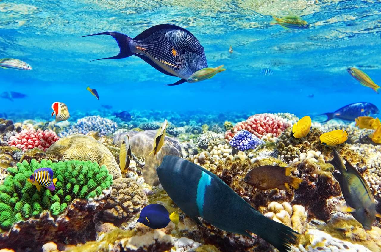 Koral i ryby w Morzu Czerwonym. Egipt puzzle online