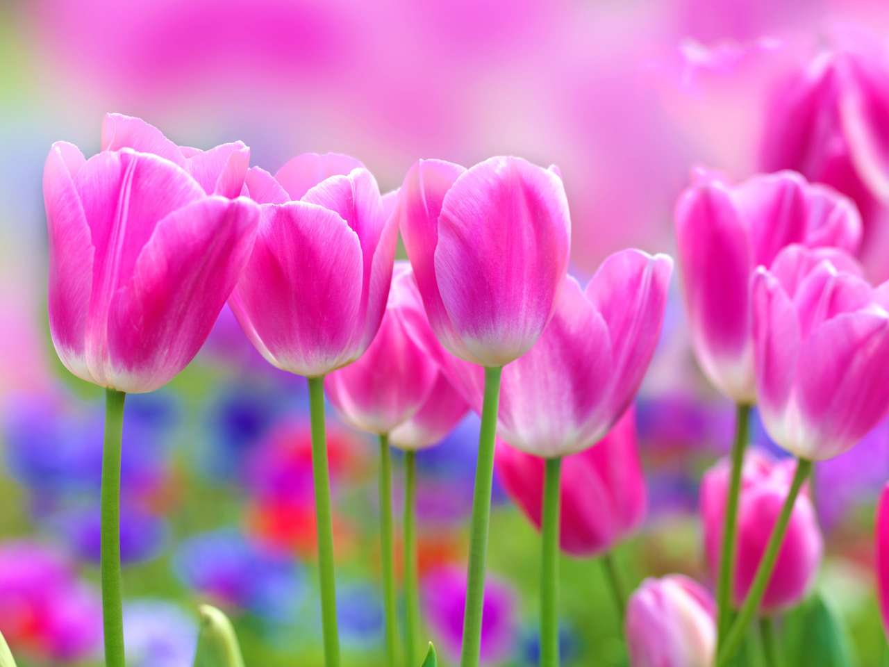 tulipany w ogrodzie puzzle online