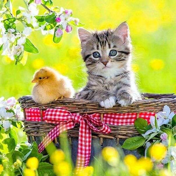 Mały ptaszek i kotek w koszyku puzzle online