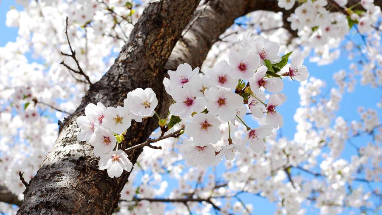 piękne drzewo z białymi kwiatami puzzle online