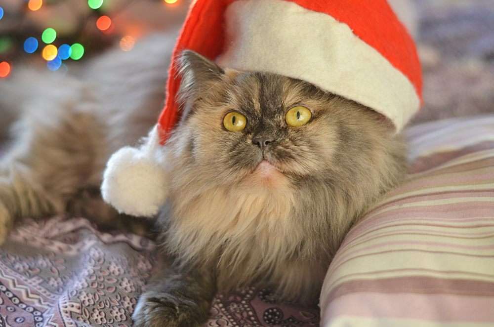 Kotek w czapeczce świątecznej puzzle online