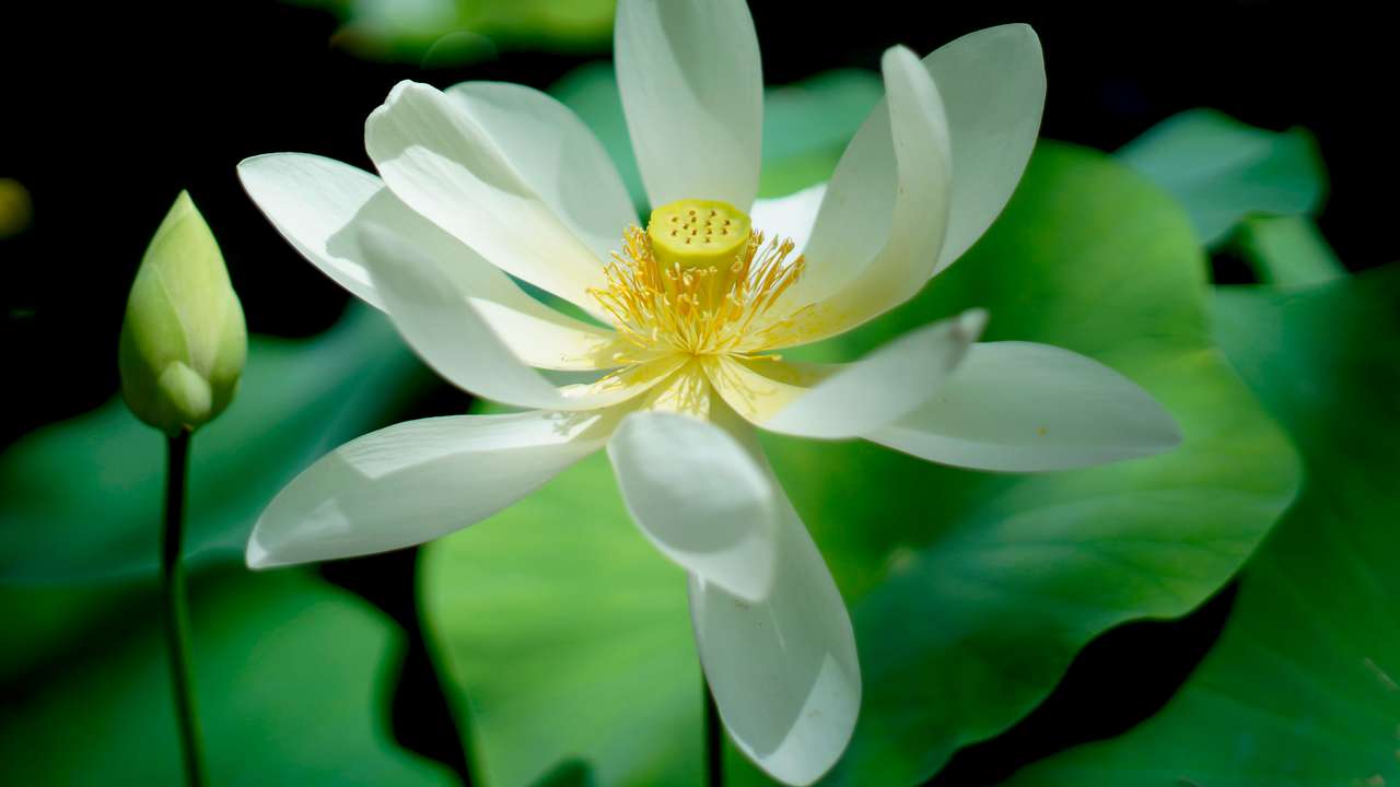 biała lilia wodna na bagnach puzzle online