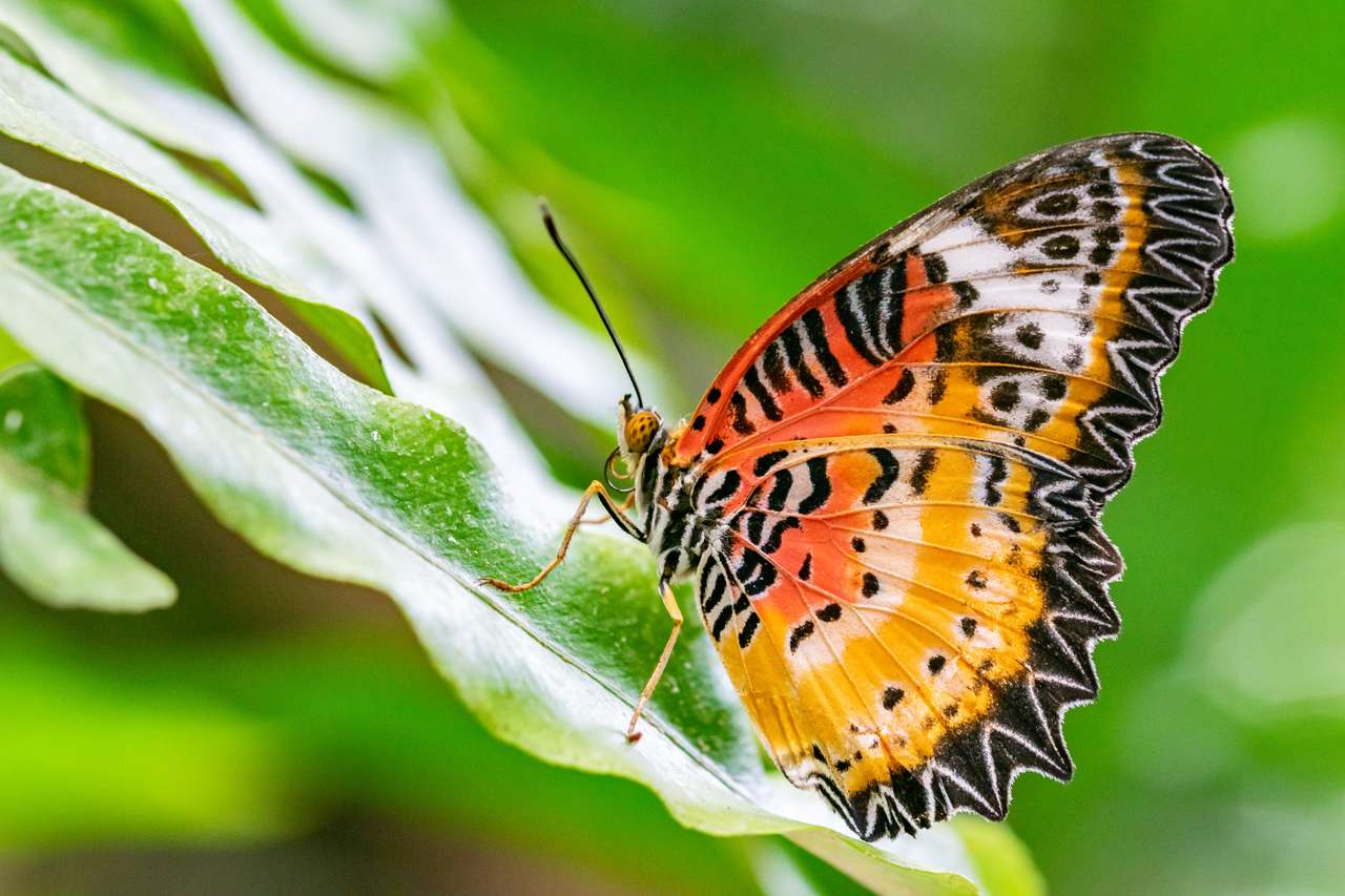 Motyl odpoczywający na zielonym liściu puzzle online