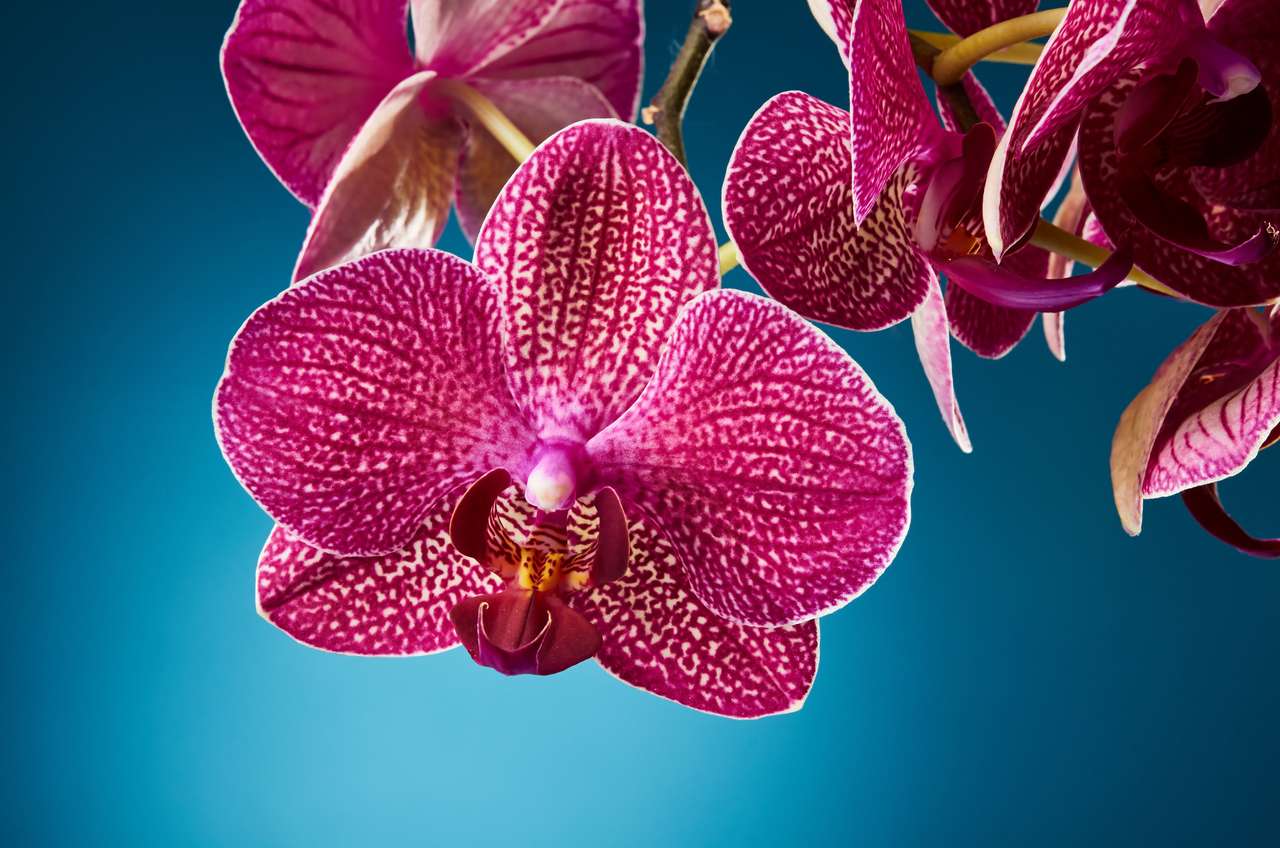Piękne kwiaty orchidei puzzle online