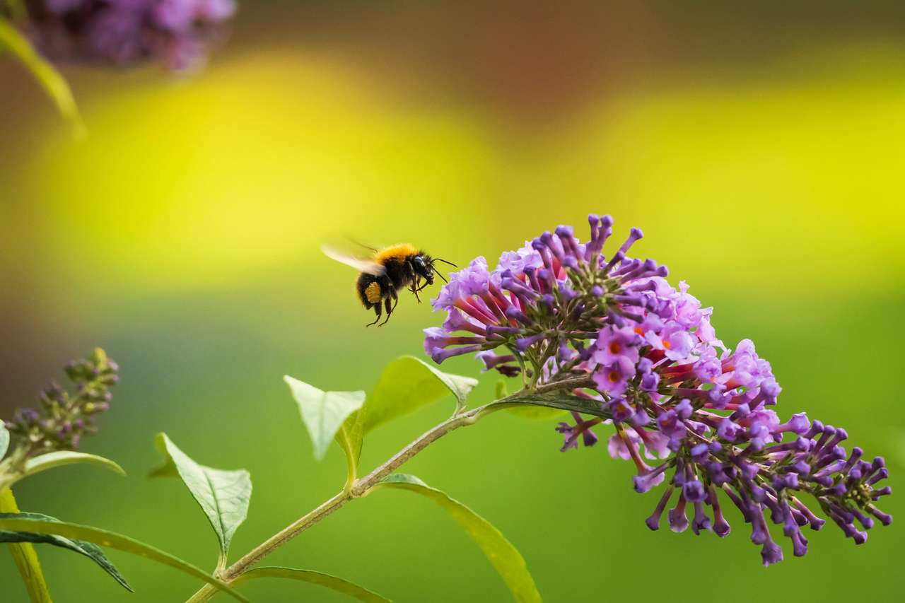 Nektar do karmienia pszczół puzzle online