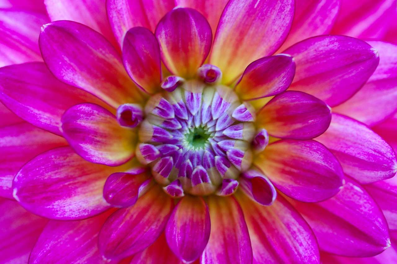 Różowa dalia kwiatowa z zielonym środkiem puzzle online
