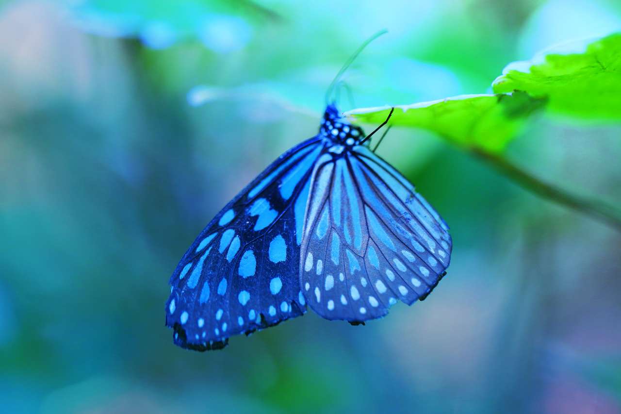 Piękny niebieski tropikalny motyl puzzle online