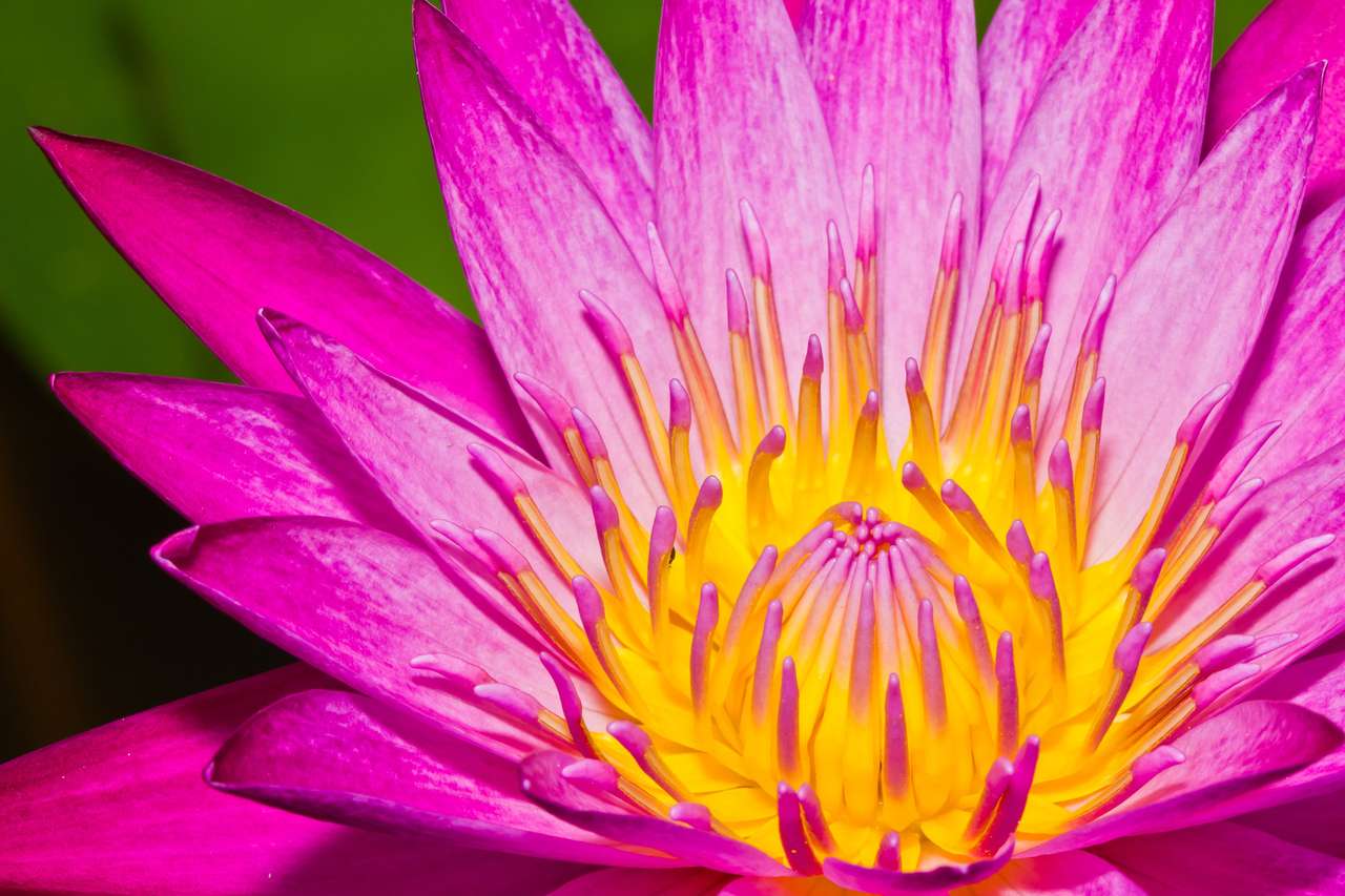 Różowy kwiat lotosu w stawie puzzle online