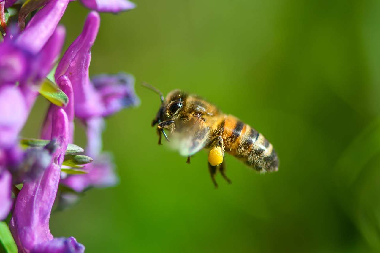 Latająca pszczoła ląduje na fioletowy kwiat puzzle online