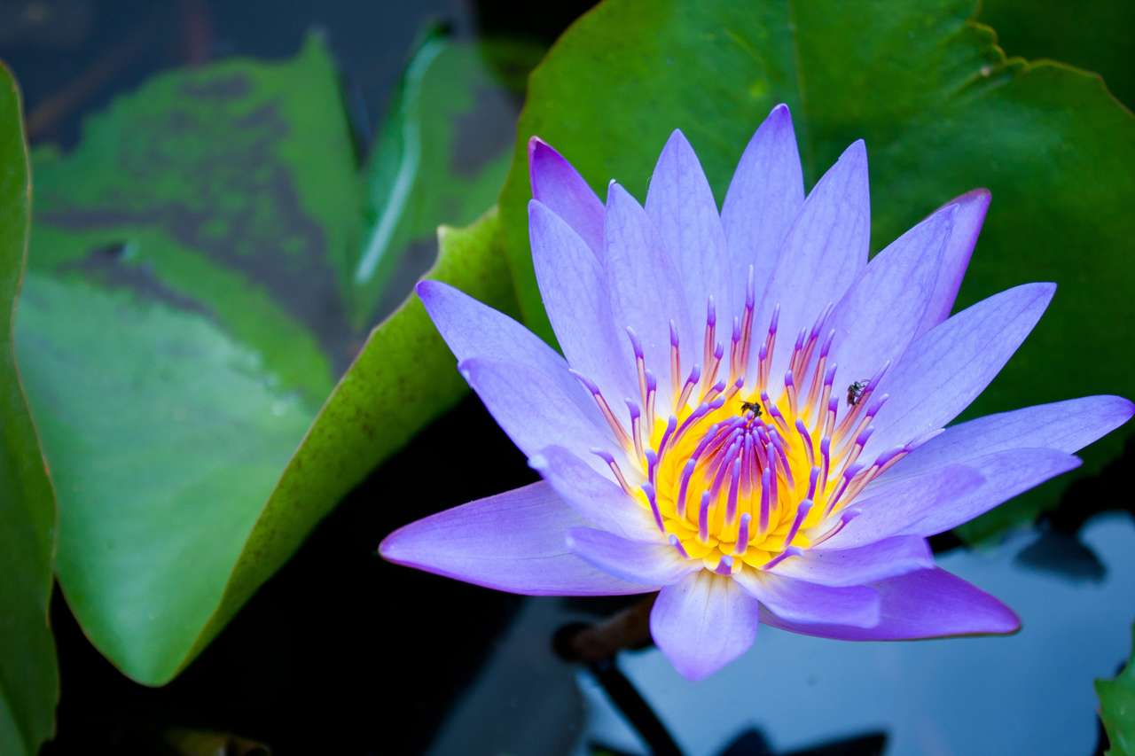 Světle modrý Lotus skládačka