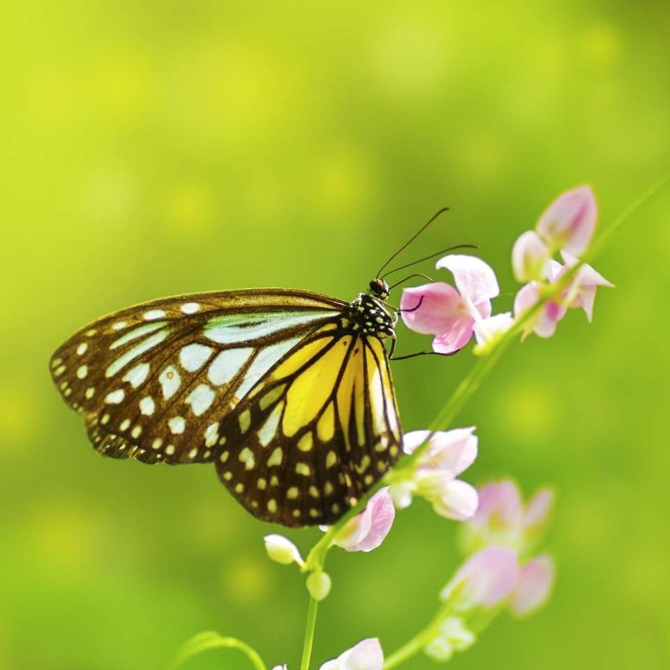Motyl żywiący się kwiatem puzzle online