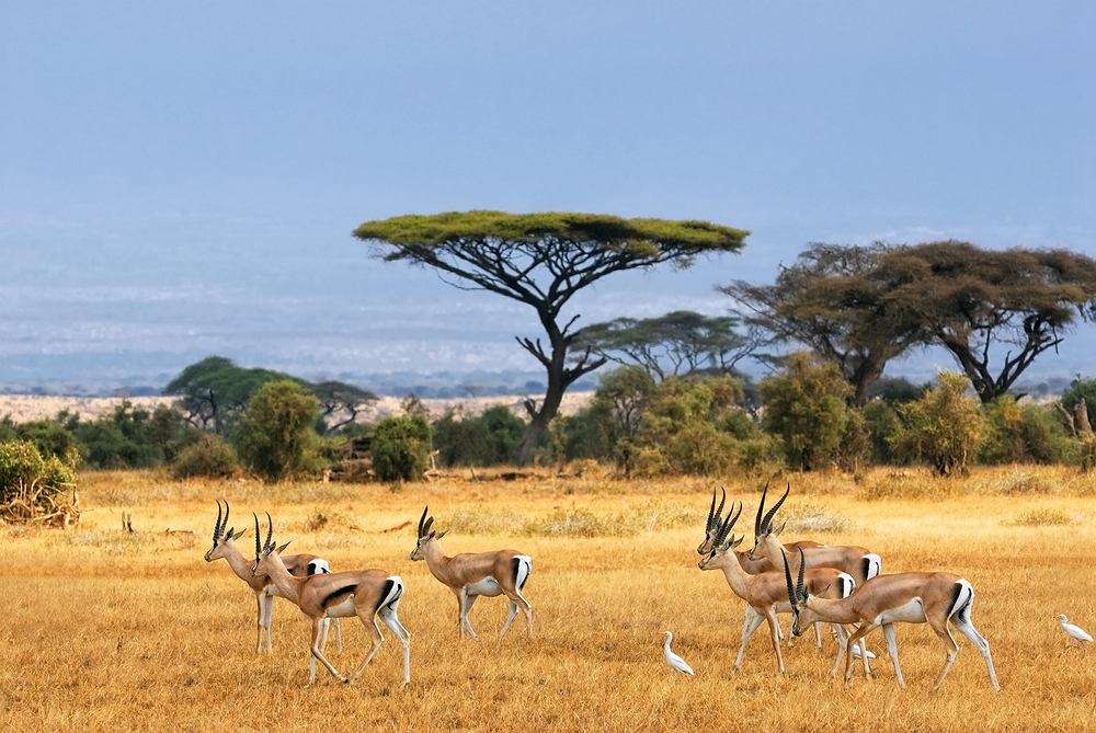 Safari- zwierzęta afrykańskie puzzle online