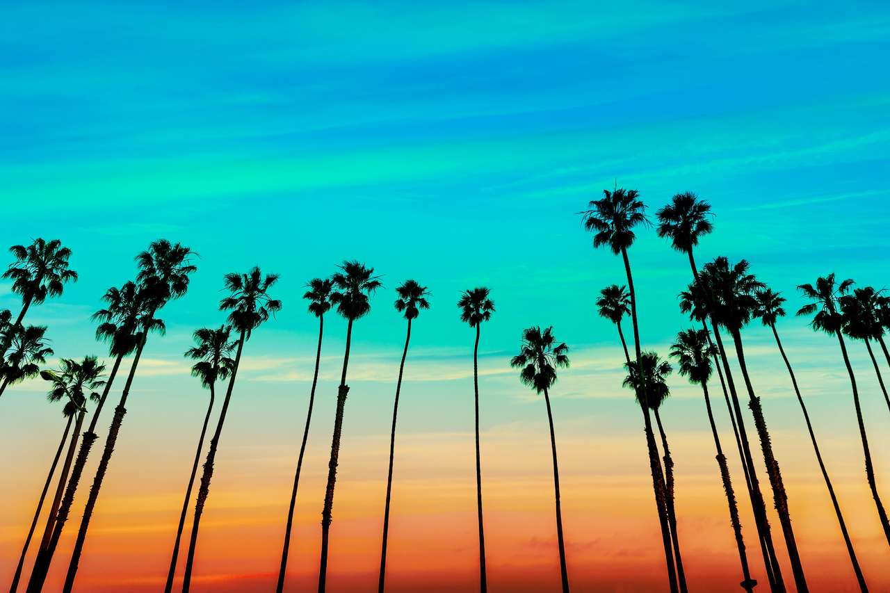 Kalifornijski zachód słońca Rzędy palm w Santa Barbara US puzzle online