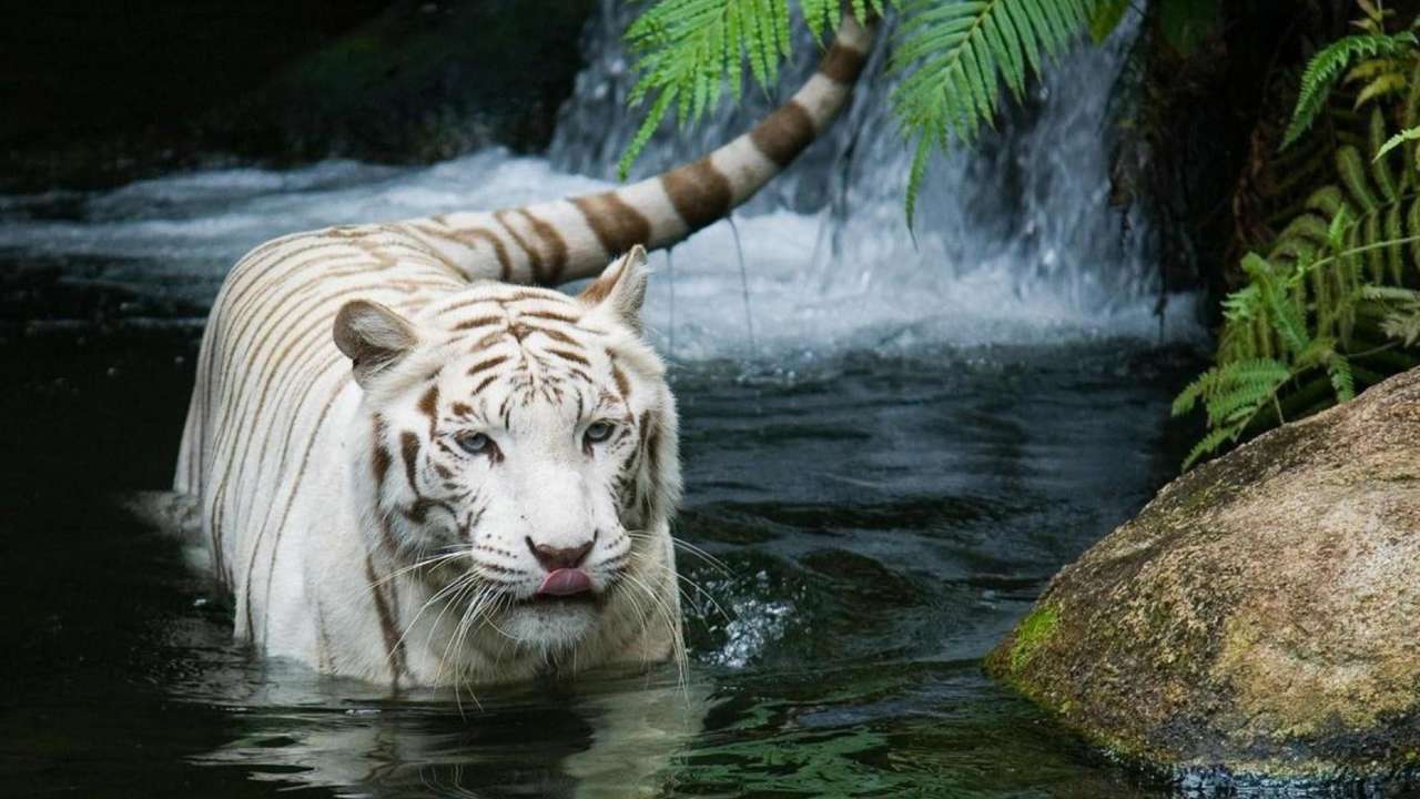 biały tygrys w rzece puzzle online