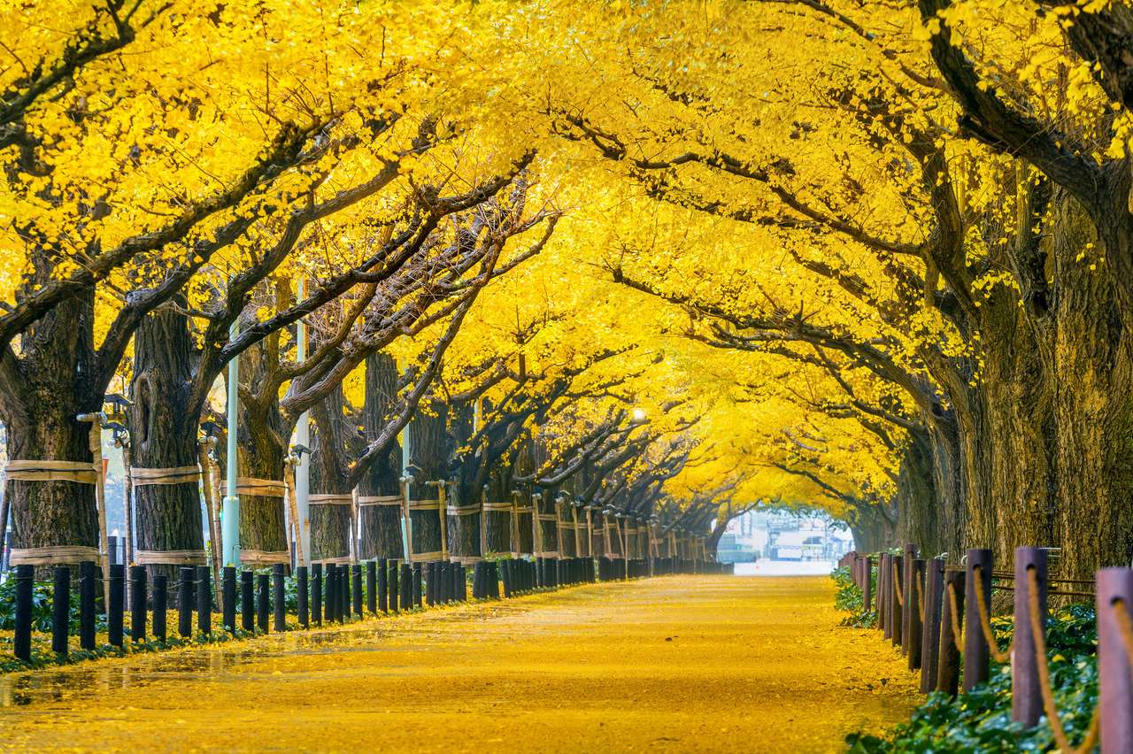 Rząd żółtego drzewa miłorzębu jesienią puzzle online