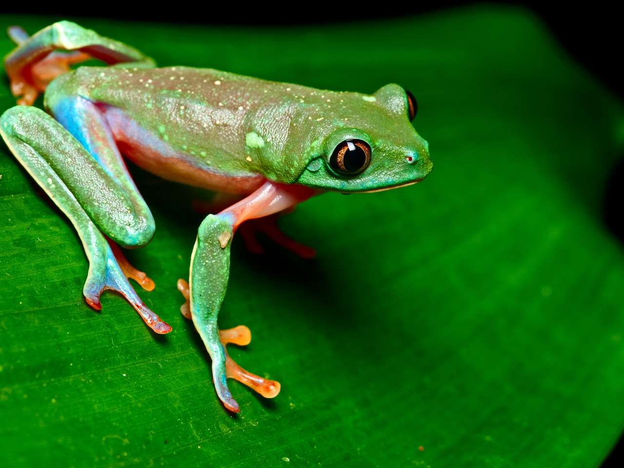 Tropikalna żaba na liściu w lesie deszczowym Kostaryki puzzle online