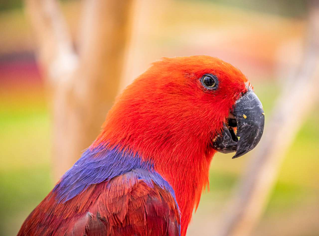 Czerwona i niebieska papuga puzzle online