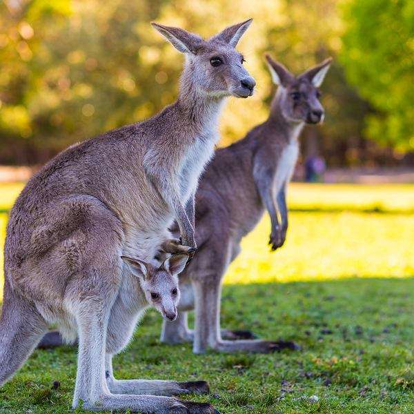 Kangury w Australii puzzle online