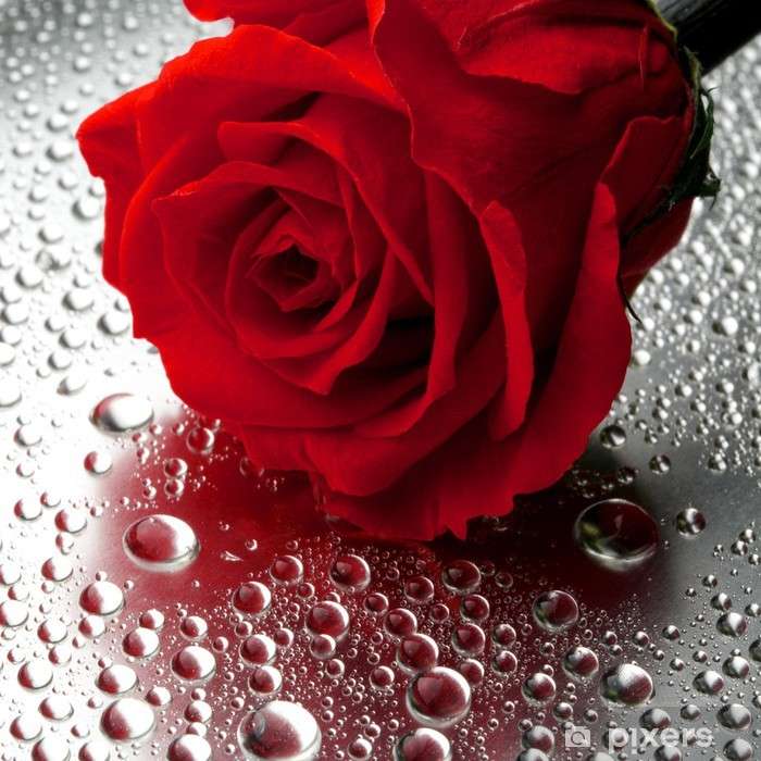 Kwiat czerwonej róży puzzle online