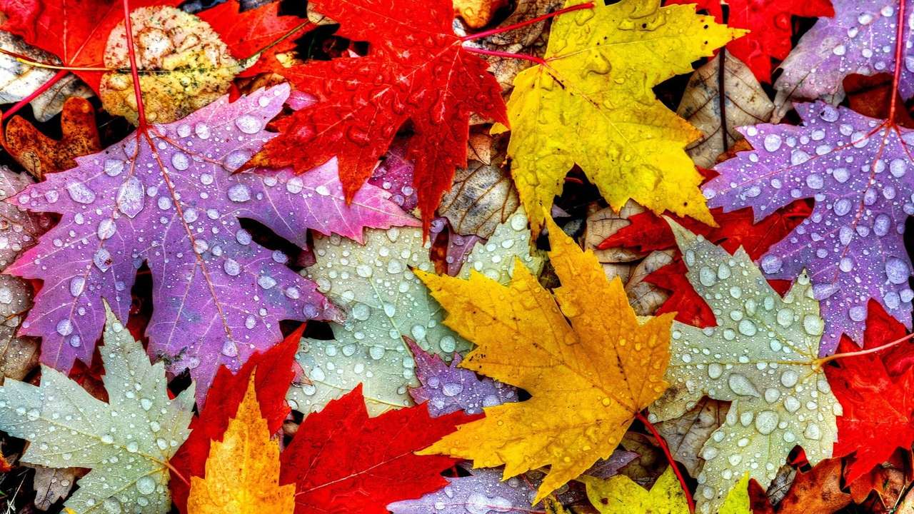 piękne liście jesienią puzzle online