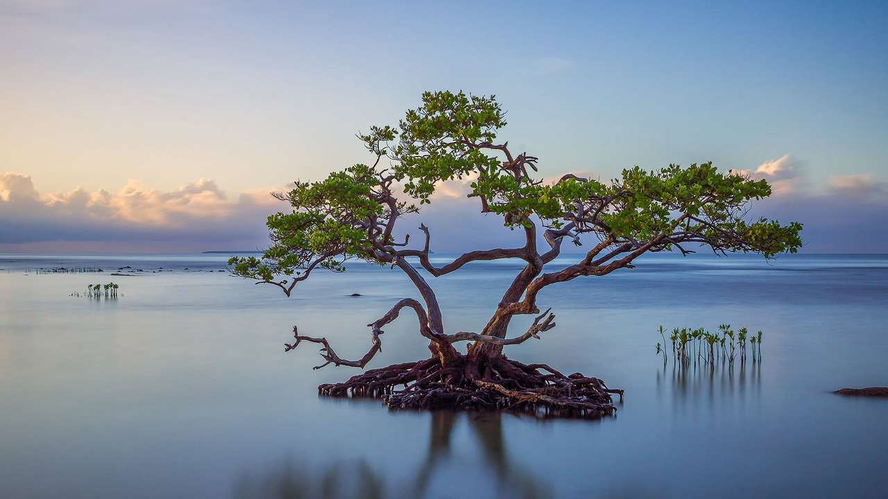 Samotne drzewo w jeziorze puzzle online