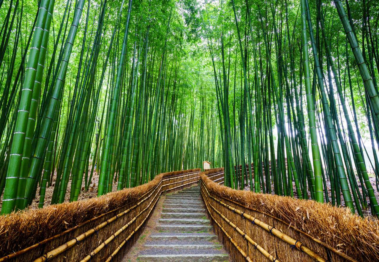 Las bambusowy, Arashiyama, Kioto, Japonia puzzle online