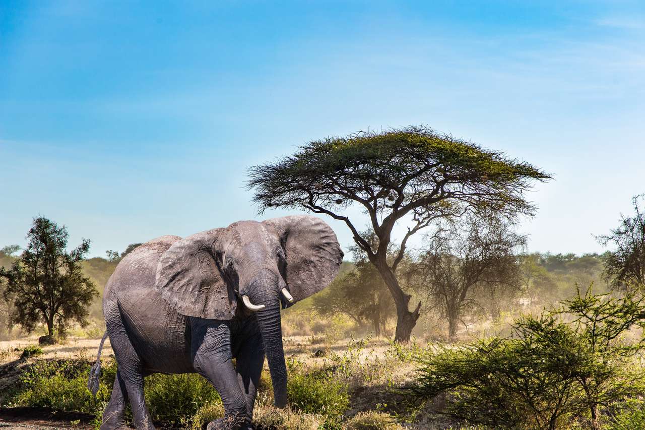 Wielki słoń i zwykłe akacje w parku Amboseli puzzle online
