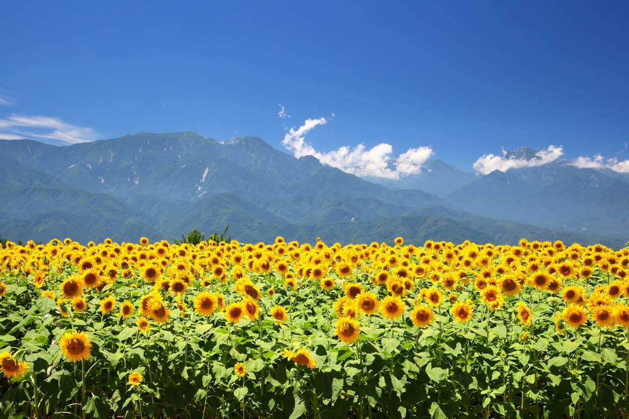 Pole słoneczników i góry latem, Japonia puzzle online