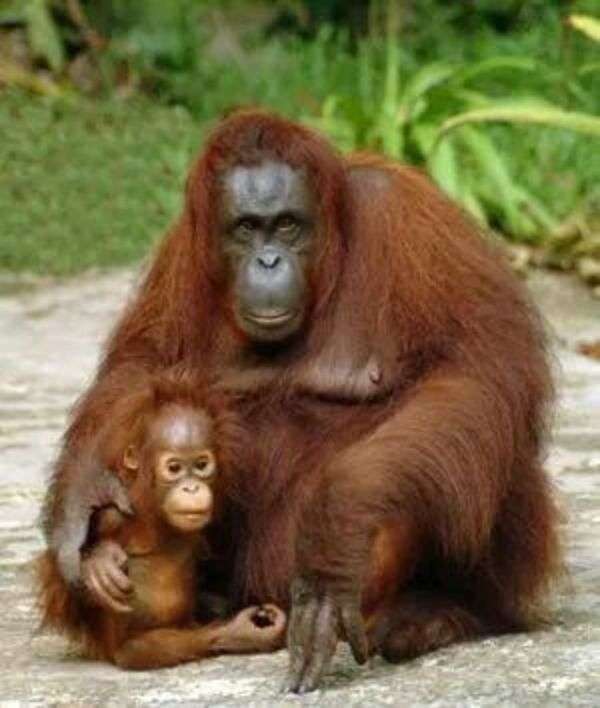 Miłość matki do orangutana puzzle online