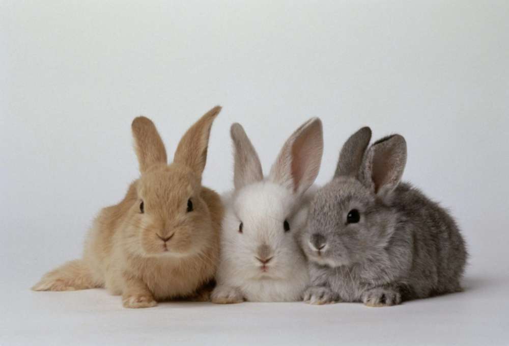Trzy króliki królicze puzzle online