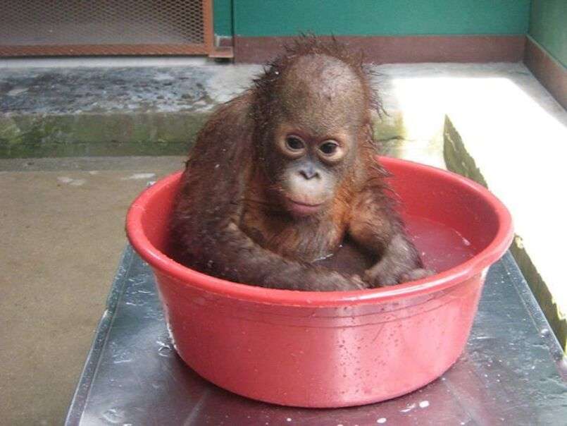 Mała małpka bierze pyszną kąpiel w wannie puzzle online
