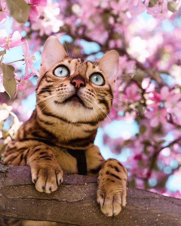 Suki, podróżujący kanadyjski kot bengalski puzzle online