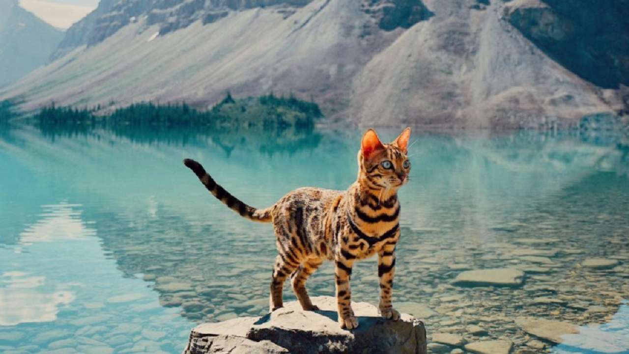 Suki, wędrowny kanadyjski kot bengalski, II puzzle online